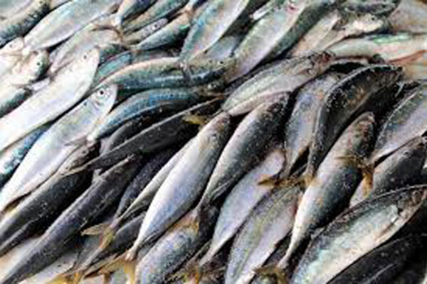 Lo zoo politico delle sardine